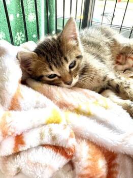 Geaux Cup -  Domestic Short Hair Cat for Adoption in New Orleans, Louisiana - Geaux Cup | PetCurious