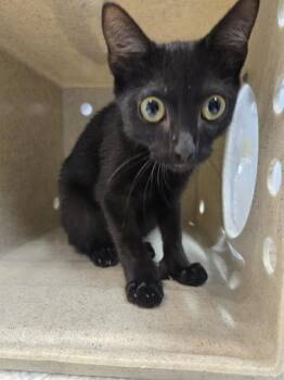 ZEDD -  Domestic Short Hair Cat for Adoption in Tallahassee, Florida - ZEDD | PetCurious