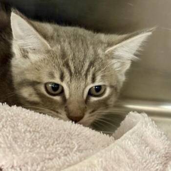 Kingston -  Domestic Short Hair Cat for Adoption in Sacramento, California - Kingston | PetCurious