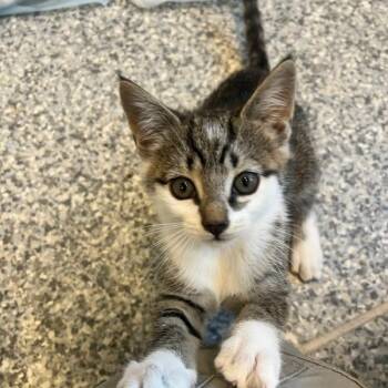 Meeka (ID 51790) -  Domestic Short Hair Cat for Adoption in Manassas, Virginia - Meeka (ID 51790) | PetCurious