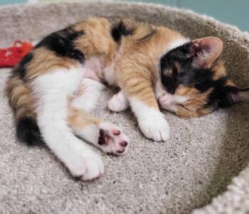 Joan Jett -  Domestic Short Hair Cat for Adoption in Bloomington, Indiana - Joan Jett | PetCurious