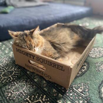Pursia -  Domestic Medium Hair Cat for Adoption in Ashland, Massachusetts - Pursia | PetCurious