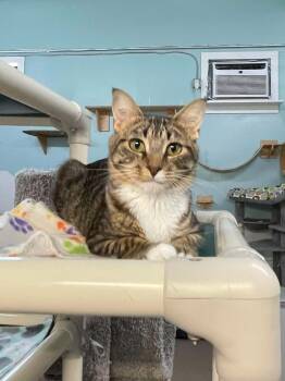 Rescue Domestic Short Hair Cats for Adoption in Rochester, New Hampshire - Zander | PetCurious