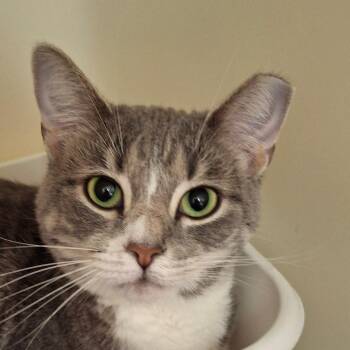 Eva -  Domestic Short Hair Cat for Adoption in Zanesville, Ohio - Eva | PetCurious
