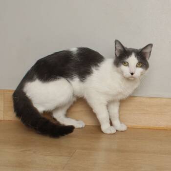 Rescue Domestic Short Hair Cats for Adoption in Minnetonka, Minnesota - Picnic C65281 | PetCurious