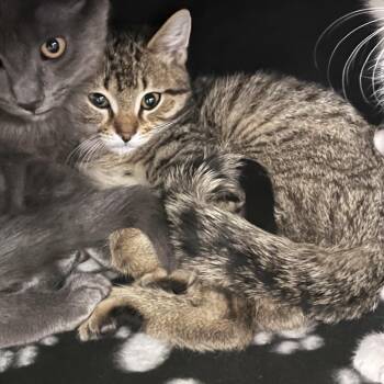 Cocoa-Foster -  Domestic Short Hair Cat for Adoption in Walker, Michigan - Cocoa-Foster | PetCurious