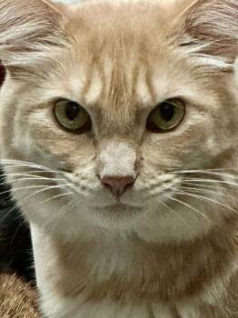 Rescue Domestic Long Hair Cats for Adoption in Hampstead, North Carolina - Orange Roughy | PetCurious