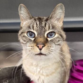 Alfred -  Siamese Cat for Adoption in Sheridan, Wyoming - Alfred | PetCurious
