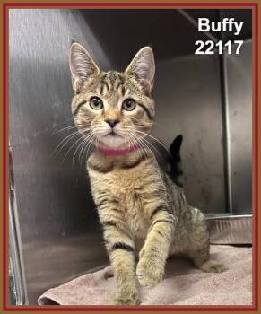 BUFFY -  Domestic Short Hair and Tabby Cat for Adoption in Marietta, Georgia - BUFFY | PetCurious
