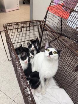 Domestic Short Hair Cats Available for Adoption in Sorrento, Louisiana - Aryna | PetCurious