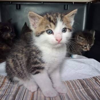 Wasabi 2 -  Domestic Short Hair Cat for Adoption in Lakewood, Colorado - Wasabi 2 | PetCurious