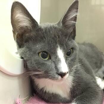 Rodney -  Domestic Short Hair Cat for Adoption in Redwood City, California - Rodney | PetCurious
