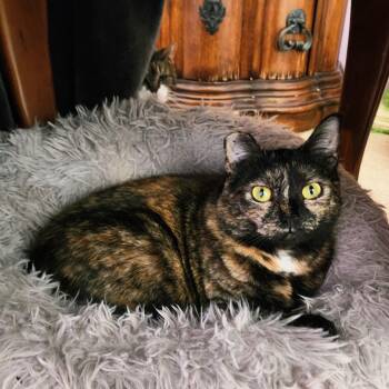 Tortoiseshell Cats Available for Adoption in Woodinville, Washington - Patches | PetCurious