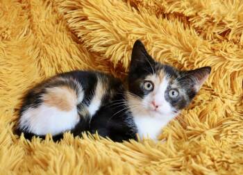 Calico Cats Available for Adoption in St. Augustine, Florida - Sprinkles | PetCurious