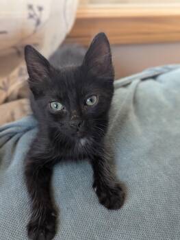 Fozzie -  Domestic Medium Hair Cat for Adoption in El Centro, California - Fozzie | PetCurious