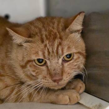 Cody -  Domestic Short Hair Cat for Adoption in Chatham, Virginia - Cody | PetCurious