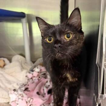 Domestic Short Hair Cats Available for Adoption in Cumming, Georgia - Stella | PetCurious
