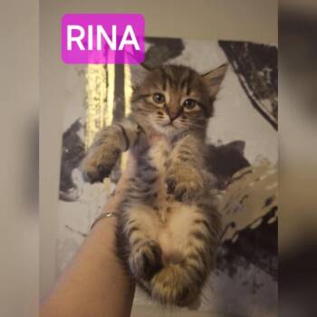 Domestic Short Hair Cats Available for Adoption in Lutz, Florida - Rina | PetCurious