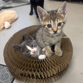 Breezeberry -  American Shorthair Cat for Adoption in Freeport, Florida - Breezeberry | PetCurious