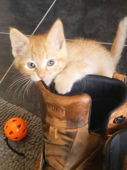 Kato -  Domestic Short Hair and Tabby Cat for Adoption in Minneapolis, Minnesota - Kato | PetCurious