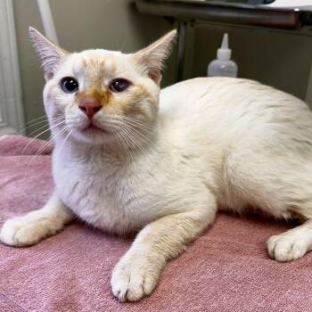 Jack Frost -  Domestic Short Hair Cat for Adoption in Warrensburg, Missouri - Jack Frost | PetCurious