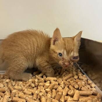 71436 -  Domestic Short Hair Cat for Adoption in Harrisonburg, Virginia - 71436 | PetCurious