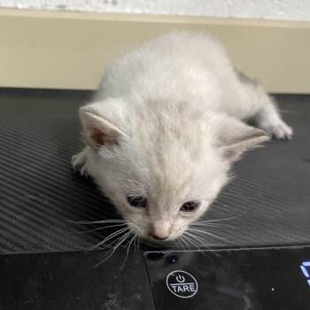 Domestic Short Hair Cats Available for Adoption in Ardmore, Oklahoma - Blizzard | PetCurious