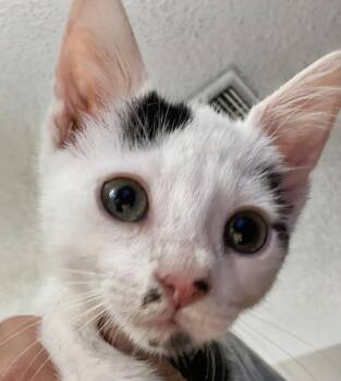 Donald 6.1.26 (prespay) -  Domestic Short Hair Cat for Adoption in Apopka, Florida - Donald 6.1.26 (prespay) | PetCurious