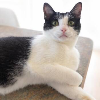Pez -  Domestic Short Hair Cat for Adoption in Rochester, Minnesota - Pez | PetCurious