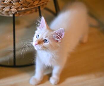 Sprite - Soda Pop Kittens -  Siamese Cat for Adoption in Falmouth, Maine - Sprite - Soda Pop Kittens | PetCurious