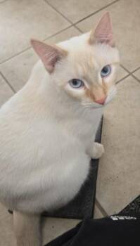 Domestic Short Hair Cats Available for Adoption in Buffalo, Minnesota - Gino | PetCurious
