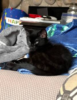 Rescue Domestic Short Hair Cats for Adoption in Clayton, New Jersey - Eddie | PetCurious