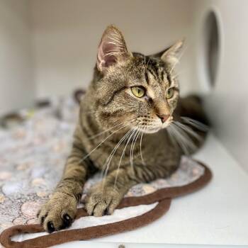Melo -  Domestic Short Hair Cat for Adoption in Champaign, Illinois - Melo | PetCurious