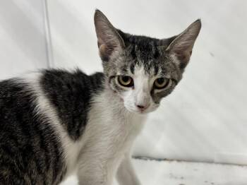 Violeta -  Domestic Short Hair and Tabby Cat for Adoption in Powell, Ohio - Violeta | PetCurious