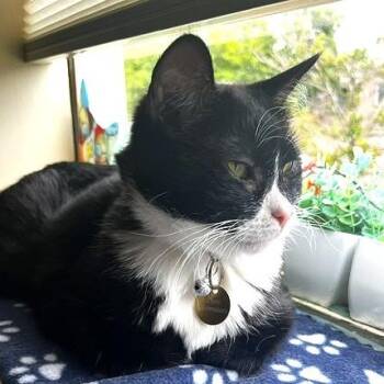 Azaela -  Domestic Short Hair Cat for Adoption in Denver, Colorado - Azaela | PetCurious