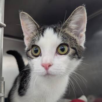 Gizmo -  Domestic Short Hair Cat for Adoption in Evansville, Indiana - Gizmo | PetCurious