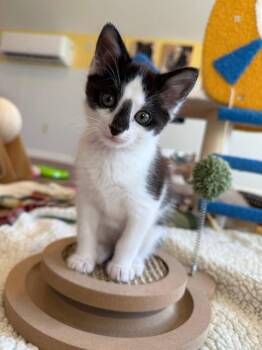 Domestic Short Hair Cats Available for Adoption - Jolly Time & Jiffy Pop (Popcorn Kitties) | PetCurious