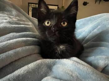 Domestic Short Hair Cats Available for Adoption in Vancouver, Washington - Winnie | PetCurious