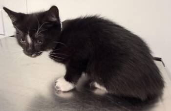 Samuel -  Domestic Short Hair Cat for Adoption - Samuel | PetCurious