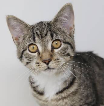 Tabby and Bengal Cats Available for Adoption in Bedford Hills, New York - Phoebe Is PURRFECT For Kitty Therapy! THE MOST LOVING Snuggler E | PetCurious