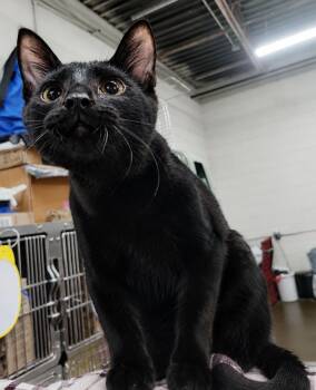 Kitten Oakley -  Domestic Short Hair Cat for Adoption in Cuyahoga Falls, Ohio - Kitten Oakley | PetCurious