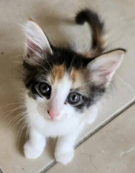 Flower -  Domestic Long Hair and Calico Cat for Adoption in Montgomery, Texas - Flower | PetCurious