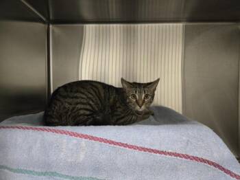 ROSE -  Domestic Short Hair Cat for Adoption in Derwood, Maryland - ROSE | PetCurious