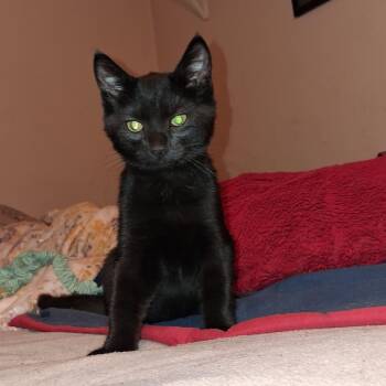 Cosmo -  Domestic Short Hair Cat for Adoption in Penns Grove, New Jersey - Cosmo | PetCurious