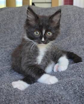 Assistant -  Domestic Short Hair and Tuxedo Cat for Adoption in San Jose, California - Assistant | PetCurious