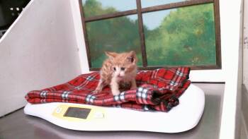 EMMA -  Domestic Short Hair Cat for Adoption in Houston, Texas - EMMA | PetCurious