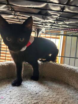 Happy -  Domestic Short Hair Cat for Adoption in Hinckley, Illinois - Happy | PetCurious