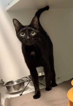 Vicki -  Domestic Short Hair Cat Available for Adoption in Fairfax, Virginia - Vicki | PetCurious