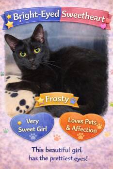 Domestic Short Hair Cats Available for Adoption - Frosty: Foster Requested (FCID# 5/12/25-63 Train | PetCurious