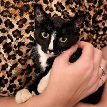 Garth "Brooks" -  Domestic Short Hair and Extra Toes Cat Hemingway Polydactyl Cat for Adoption in Winchester, Virginia - Garth "Brooks" | PetCurious